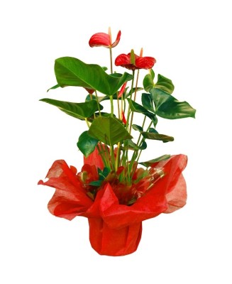 Anthurium - Planta para regalo - Floristería en Don Benito