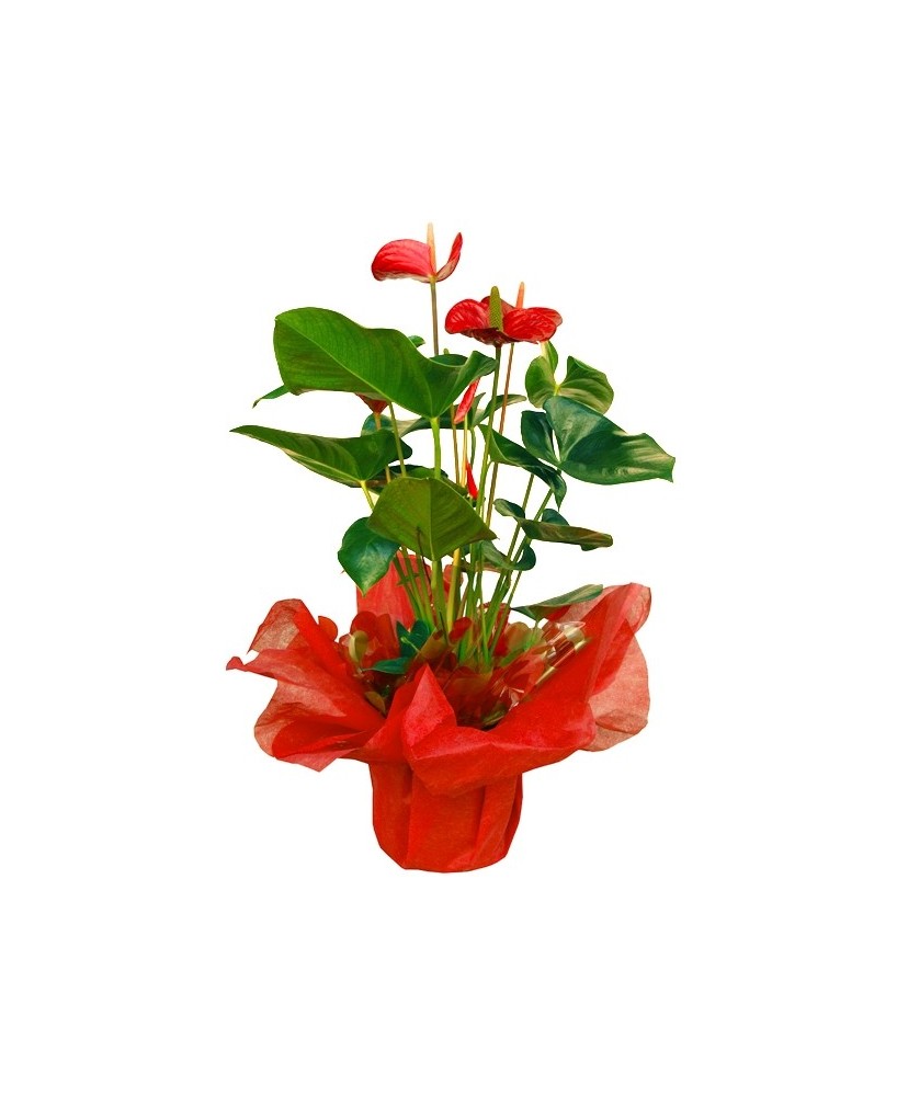 Anthurium - Planta para regalo - Floristería en Don Benito