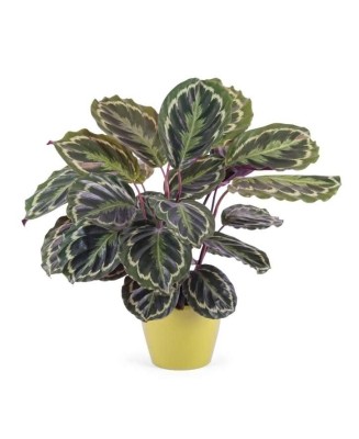 calathea