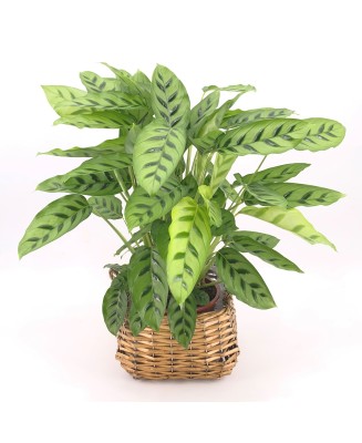 calathea