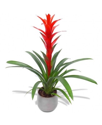 guzmania