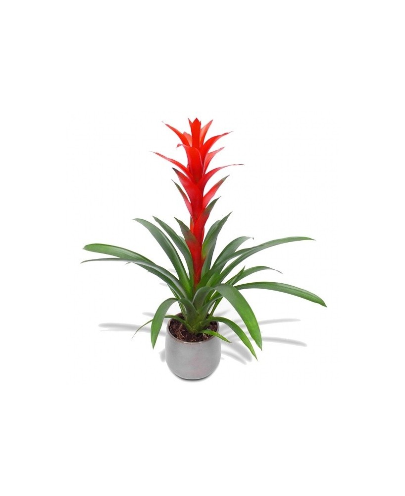 guzmania