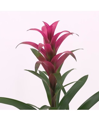 guzmania