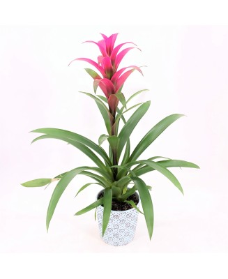 Guzmania - Planta para regalo - Floristería en Don Benito