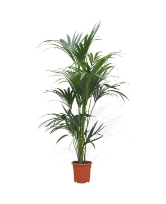 Kentia - Planta para regalo - Floristería en Don Benito