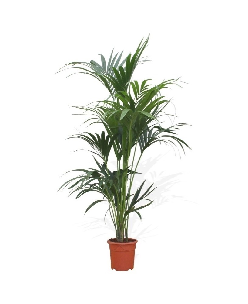 Kentia - Planta para regalo - Floristería en Don Benito
