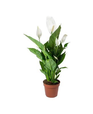 Spathiphyllum - Planta para regalo - Floristería en Don Benito