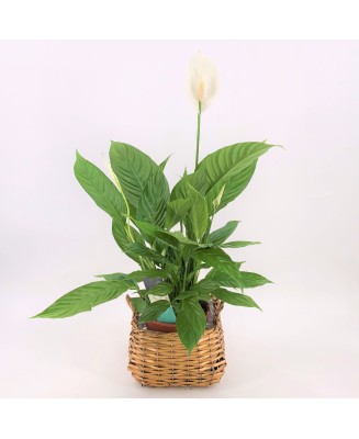 Spathiphyllum - Planta para regalo - Floristería en Don Benito
