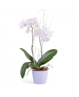 PHALAENOPSIS