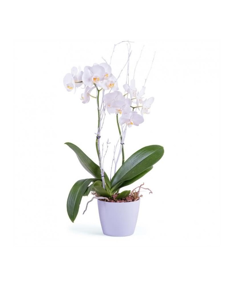 PHALAENOPSIS