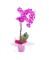Phalaenopsis - Planta para regalo - Floristería en Don Benito
