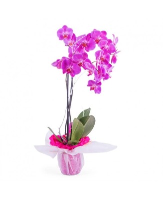 Phalaenopsis - Planta para regalo - Floristería en Don Benito