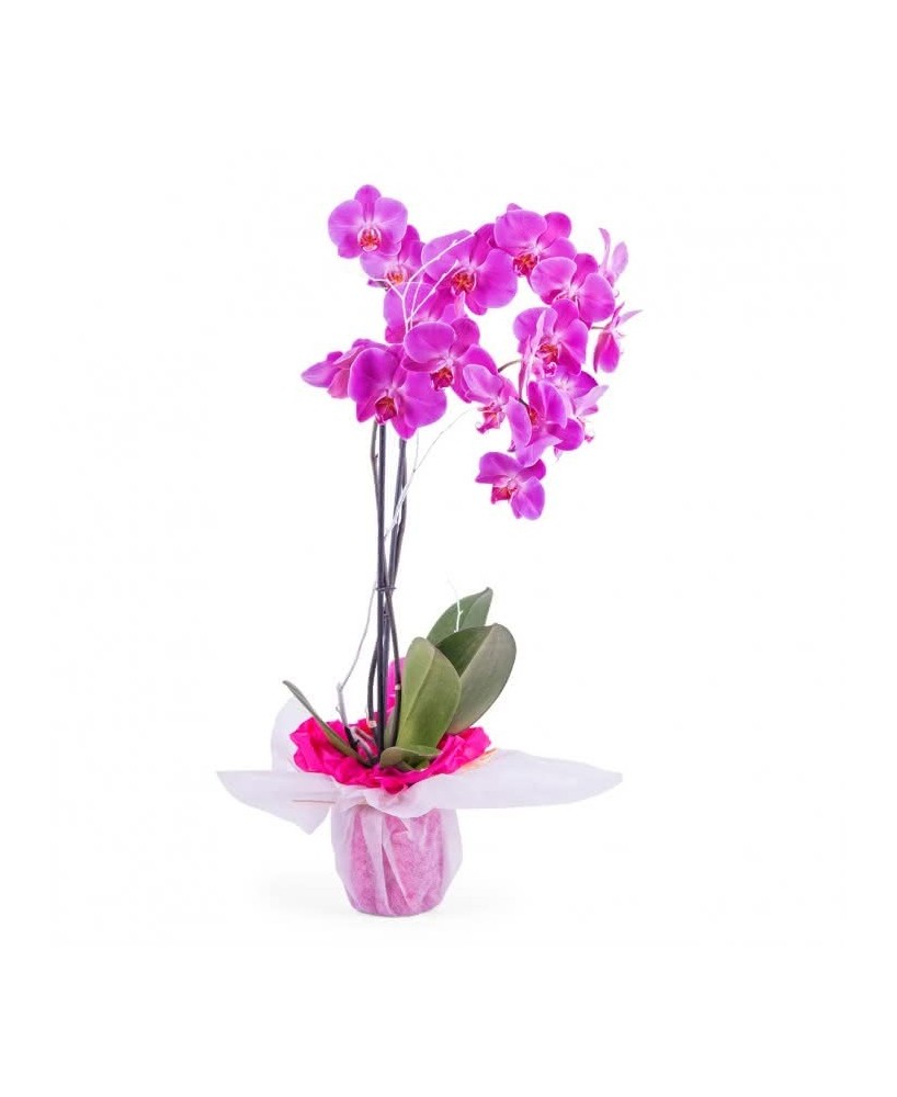 Phalaenopsis - Planta para regalo - Floristería en Don Benito