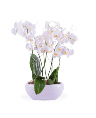Orquídeas - Planta para regalo - Floristería en Don Benito