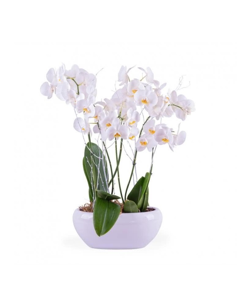Orquídeas - Planta para regalo - Floristería en Don Benito