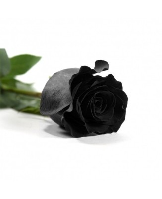 Rosa eterna - Floristería en Don Benito