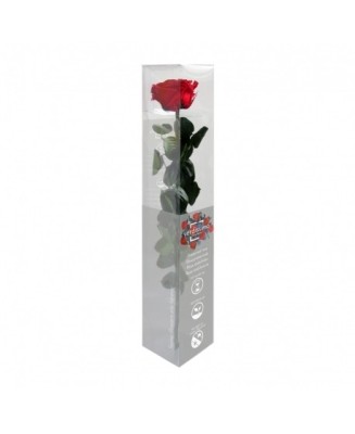 Rosa eterna - Floristería en Don Benito