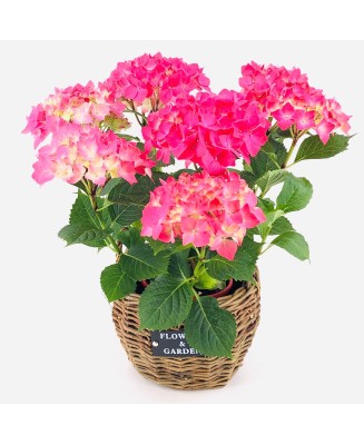 HORTENSIA - Floristería en Don Benito