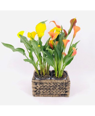 CALAS - Floristería en Don Benito