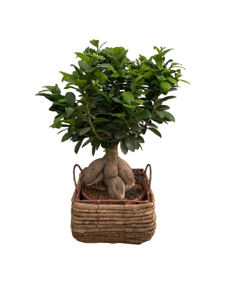BONSAI - Floristería en Don Benito