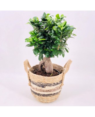 BONSAI - Floristería en Don Benito