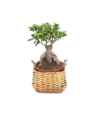 BONSAI - Floristería en Don Benito