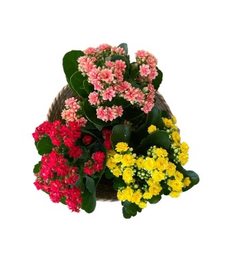 KALANCHOES - Floristería en Don Benito