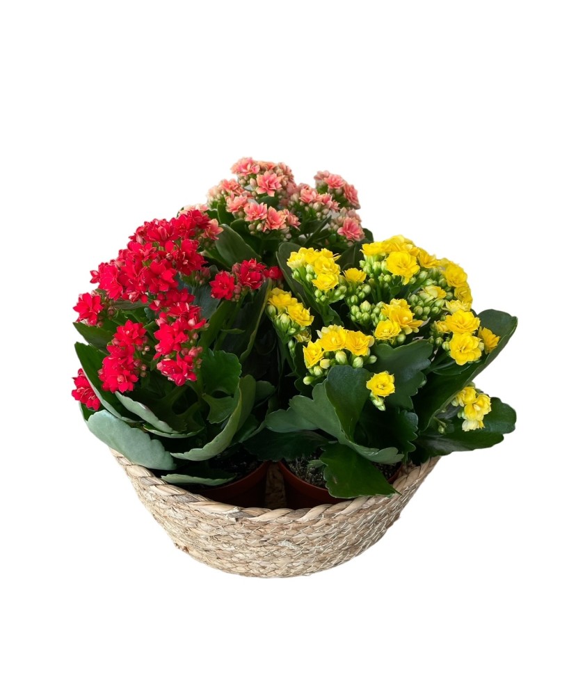 KALANCHOES - Floristería en Don Benito
