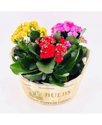 KALANCHOES - Floristería en Don Benito