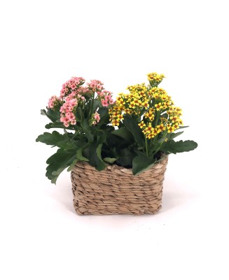KALANCHOES - Floristería en Don Benito