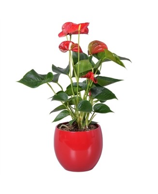 Anthurium - Planta para regalo - Floristería en Don Benito