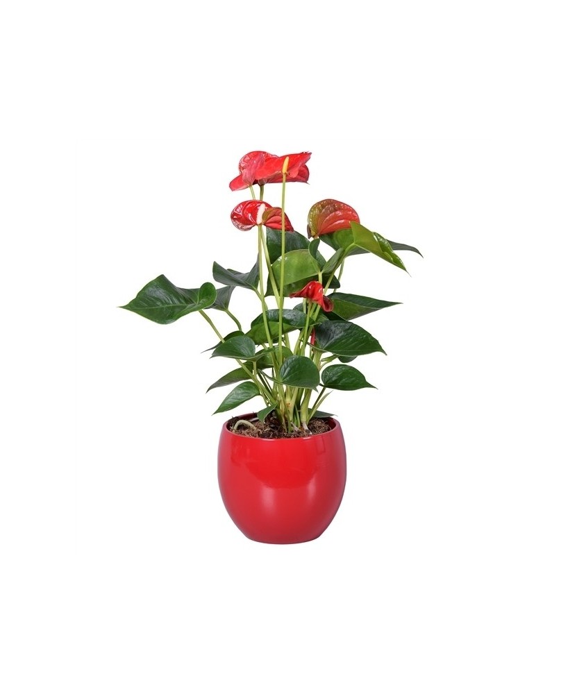 Anthurium - Planta para regalo - Floristería en Don Benito