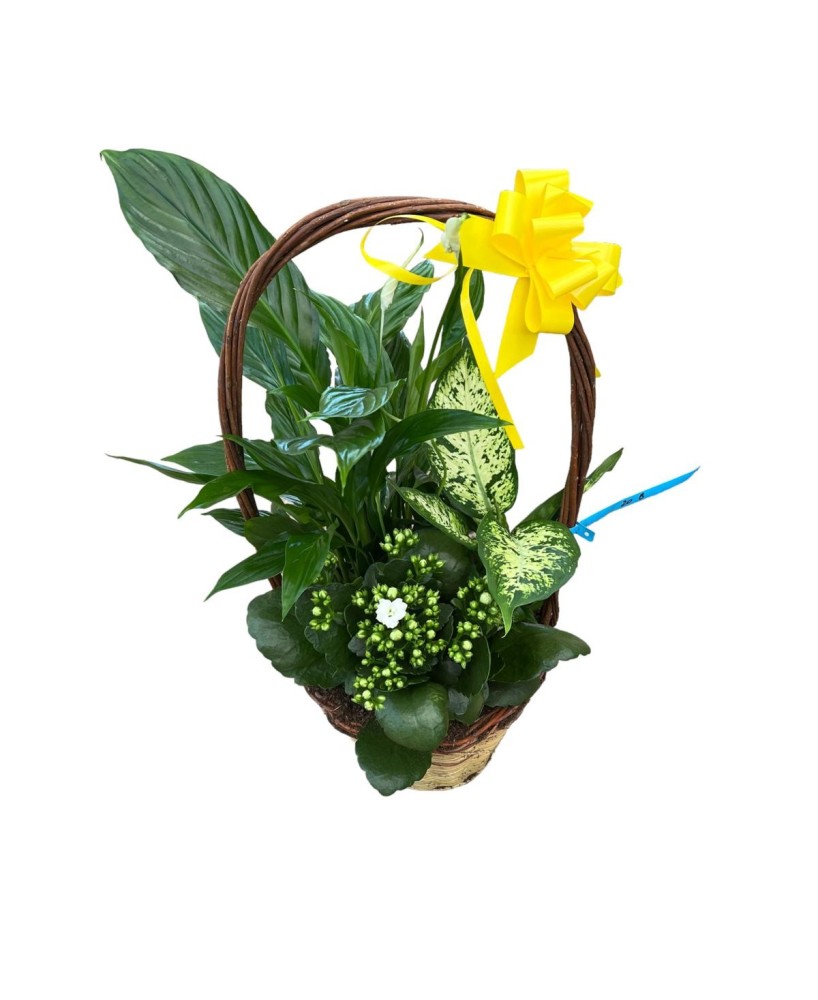Cesta de plantas - Floristería en Don Benito - La Gardenia