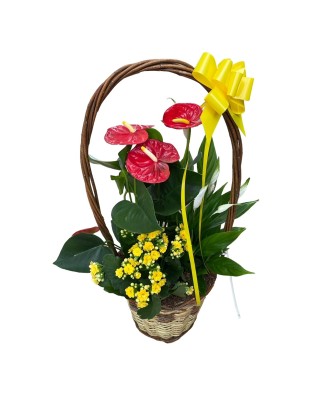 Cesta de plantas - Floristería en Don Benito - La Gardenia
