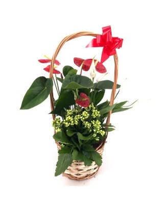Cesta de plantas - Floristería en Don Benito - La Gardenia