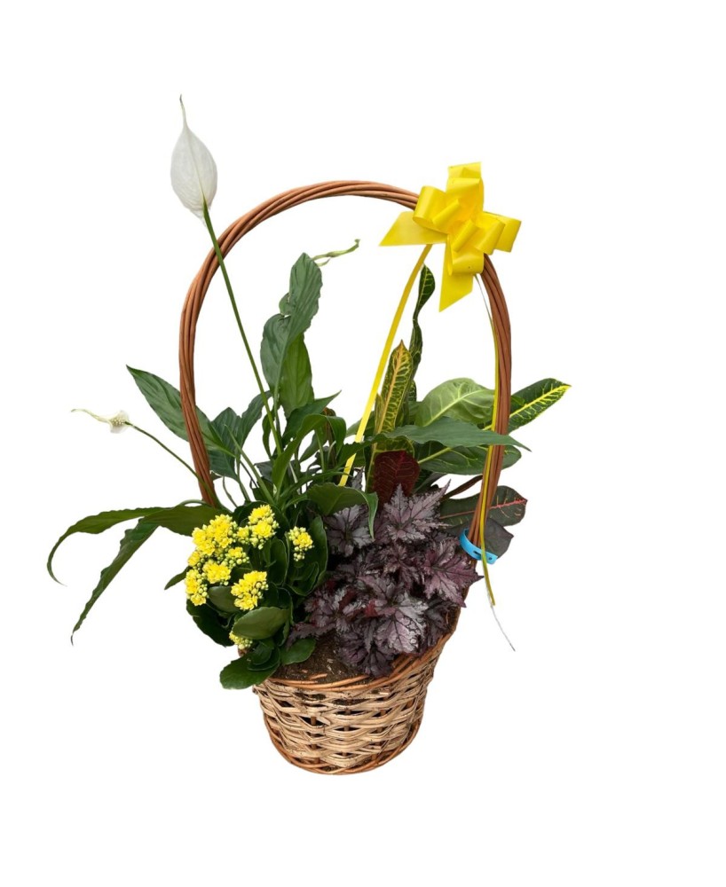 Cesta de plantas - Floristería en Don Benito - La Gardenia