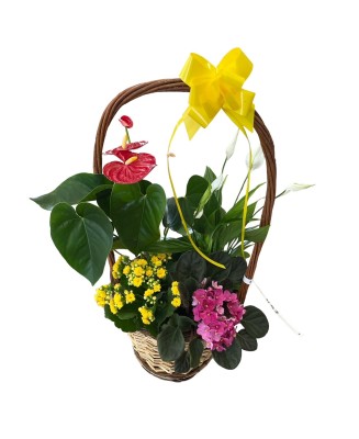 Cesta de plantas - Floristería en Don Benito - La Gardenia