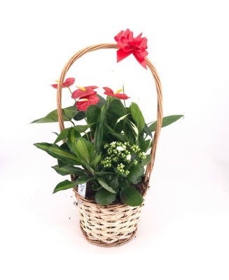 Cesta de plantas - Floristería en Don Benito - La Gardenia
