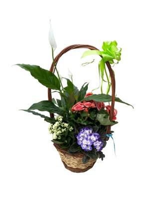 Cesta de plantas - Floristería en Don Benito - La Gardenia