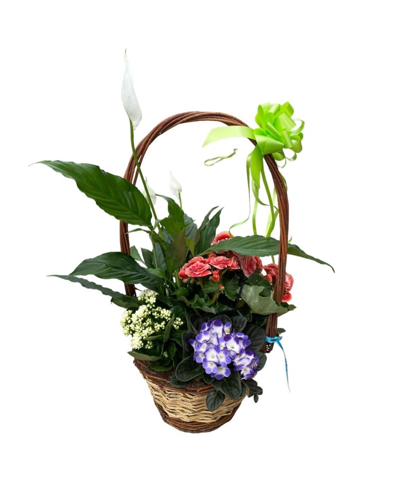 Cesta de plantas - Floristería en Don Benito - La Gardenia