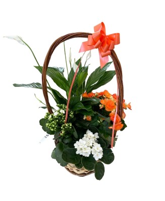 Cesta de plantas - Floristería en Don Benito - La Gardenia