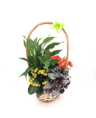 Cesta de plantas - Floristería en Don Benito - La Gardenia