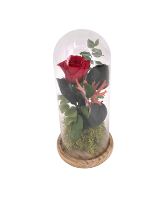 Rosa eterna Bella y Bestia - Floristería en Don Benito