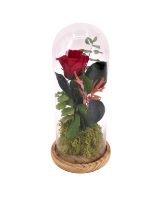 Rosa eterna Bella y Bestia - Floristería en Don Benito