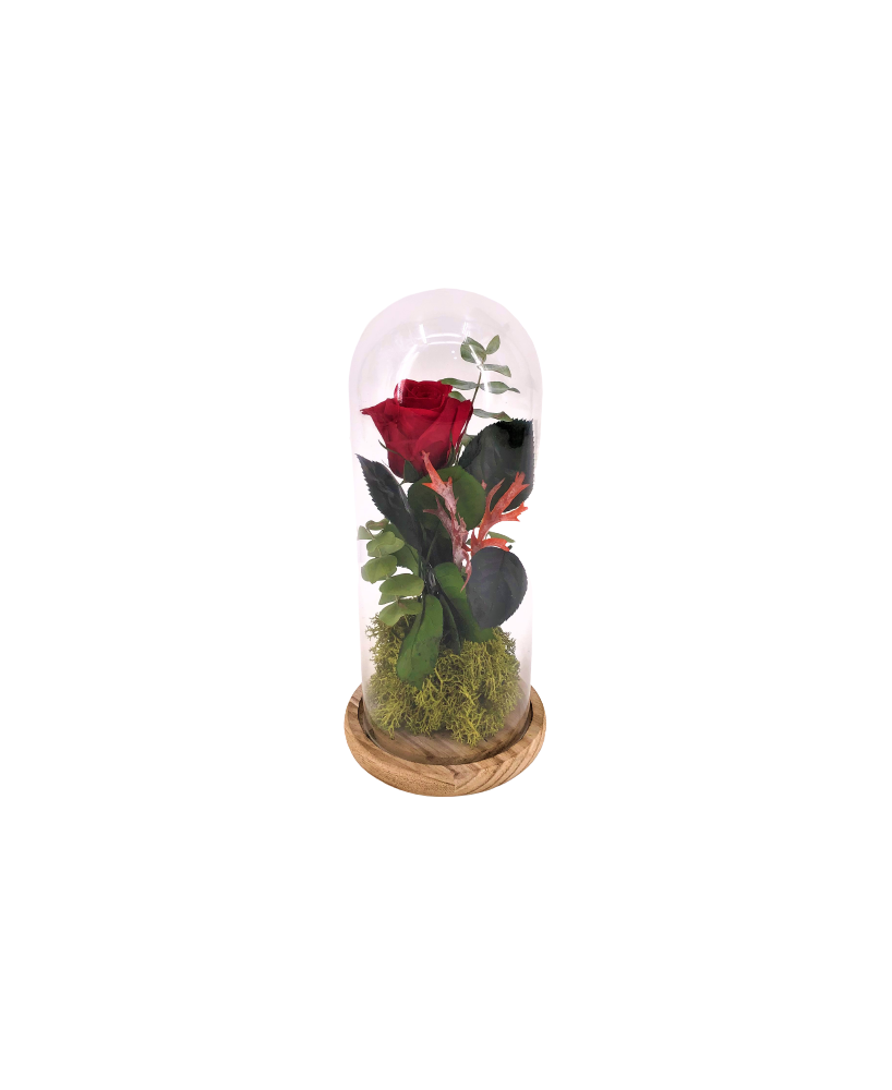 Rosa eterna Bella y Bestia - Floristería en Don Benito