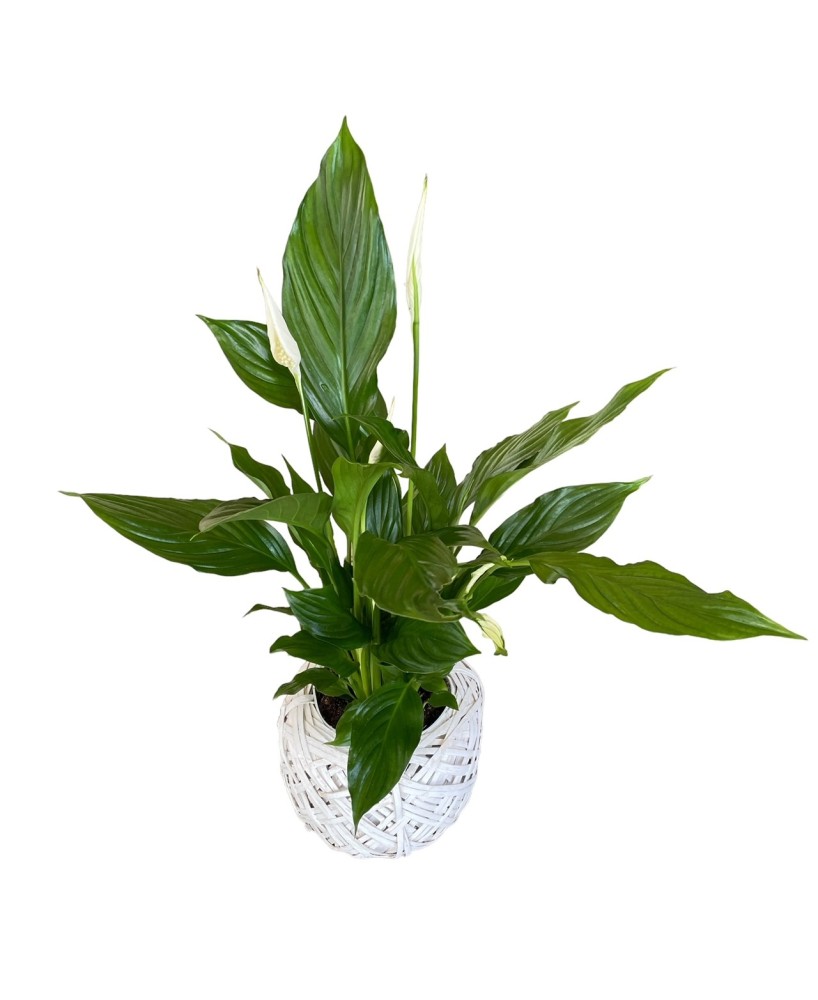Spathiphyllum - Planta para regalo - Floristería en Don Benito