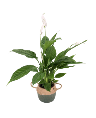 Spathiphyllum - Planta para regalo - Floristería en Don Benito