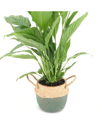 Spathiphyllum - Planta para regalo - Floristería en Don Benito