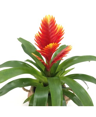 vriesia crocata - Floristería en Don Benito