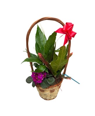 Cesta de plantas - Floristería en Don Benito - La Gardenia